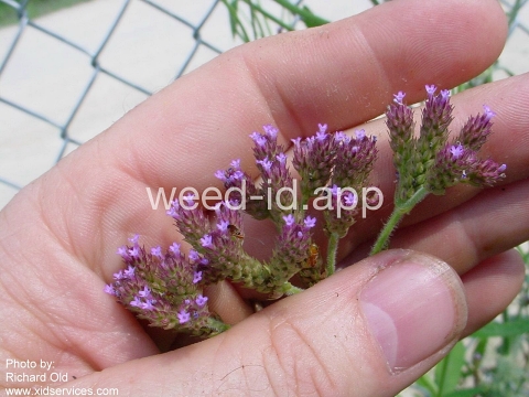 vervain, tall
